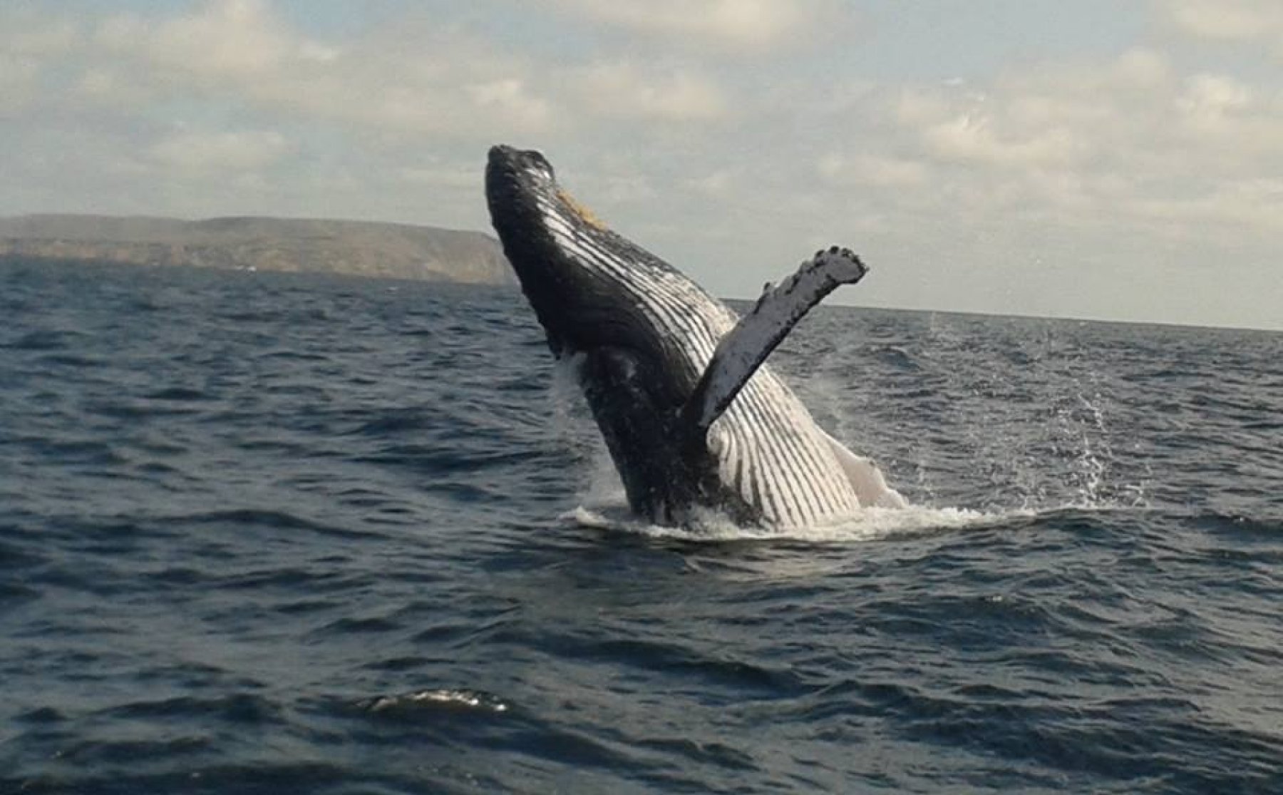 Humpback Whale