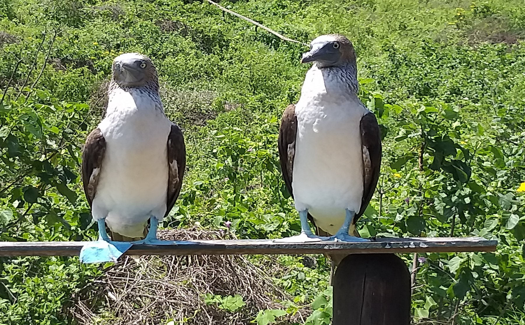 Piqueros de Patas Azules -  Isla de la Plata