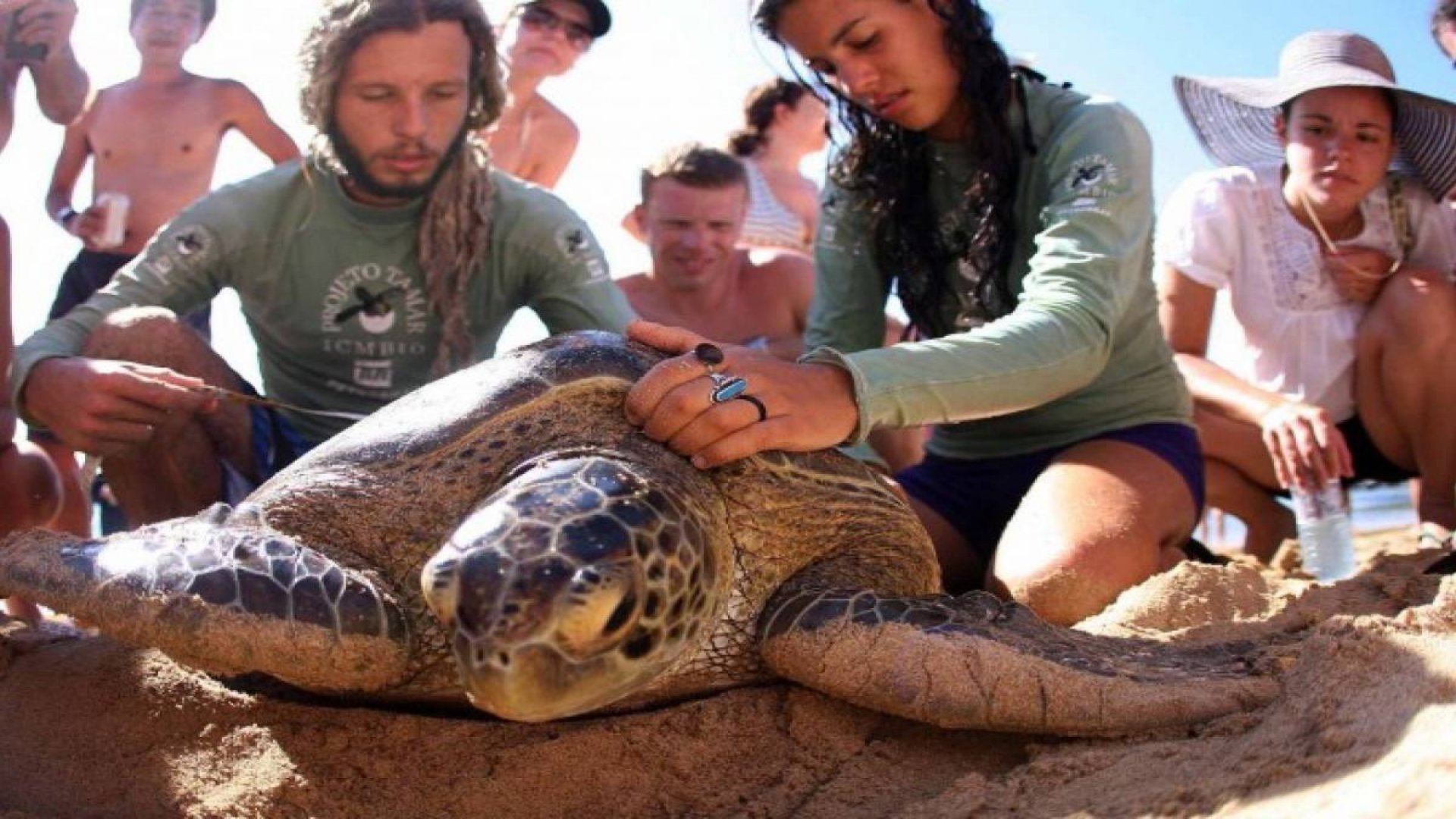 Sea Turtle Conservation Program